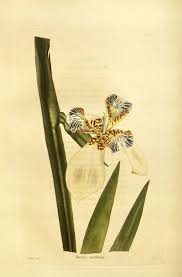 Image result for Neomarica northiana