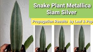 Image result for Sansevieria metallica