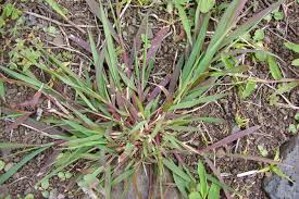 Image result for Chloris pilosa