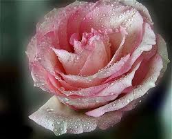 Check spelling or type a new query. Collection Images Les Plus Belles Fleurs Du Monde Infos Marccantin Com Tous Les Dons Sont Apprecies Qu Ils Soie Beautiful Roses Flower Photos Rose