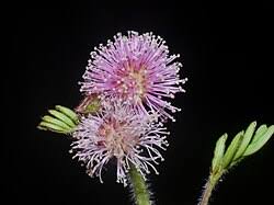 Image result for Pseudoprosopis