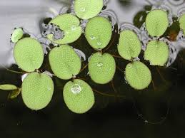 Image result for Salviniaceae