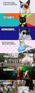 Canada and the us also celebrate national cat day in their countries on august 8 and october 29, respectively. Cats For Every Day Of The Week