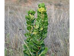 Asclepias Latifolia Broadleaf Milkweed 36694 Asclepias Milkweed Plants