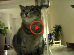 Top 10 Funny Cat Videos On Youtube In 2020 Funny Cats Funny Cat Videos Funny Gif