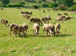 Mairie de belmont sur rance. Belmont Sur Rance Mairie De Belmont Sur Rance Office De Tourisme Du Pays Belmontais Station Verte Vacances Weekend Tourisme