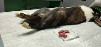Check spelling or type a new query. Why Should I Spay Or Neuter My Rabbit Pashudhan Praharee