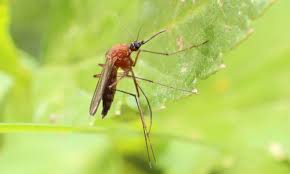 Since the mosquitoes do not have to eat anything or land on a particular surface for the fogger to work, it is an extremely fast method of pest control. Mosquito Service How To Get Rid Of Mosquitoes Gregory Pest Solutions