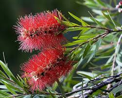 It grows at a medium rate, and under ideal conditions can be expected to live for approximately 30 years.this shrub does best in full sun to. Bottlebrush Little John Dwarf Tree Live Plant Rare Miniature Flowering Shrub Bonsai Starter Size 4 Inch Pot Emerald Tm Emerald Goddess Gardens
