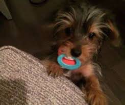 You may also try dropping a few ice cubes in his food bowl when he is experiencing intense chewing needs. Yorkie Teething Yorkshire Terrier Information Center
