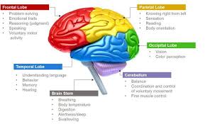 Photo Of Parts Of Brain And Its Functions For Fans Of Science Brain Anatomy Brain Parts And Functions Brain Parts