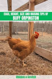 Raising buff orpington roosters is very enjoyable and pleasuring. Buff Orpington Eggs Height Size And Raising Tips