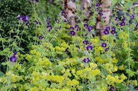 Five Plants For A North Facing Wall North Facing Garden Plants West Facing Garden