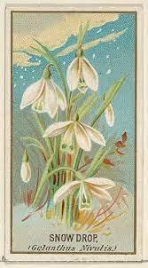 Issued By Goodwin Company Snowdrop Galanthus Nivalis From The Flowers Series For Old Judge Cigarettes The Met Card Art Art Floral Illustrations