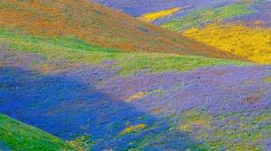 California native wildflowers of santa barbara county, ceramic tiles based on early easily see which plants are native to any location in california, view distribution maps, growing tips, plant photos, and descriptions for each plant. California Wildflower Erupt In Super Bloom Cnn