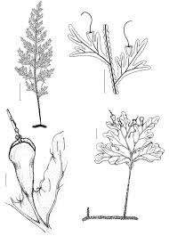 Image result for Polyphlebium borbonicum