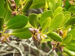 Image result for Ceriops