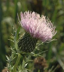 Image result for Cirsium