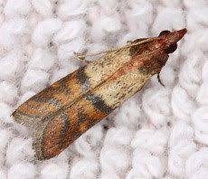 They care more about their dollars and how to save a. Commercial Pest Control Services Wil Kil Pest Control