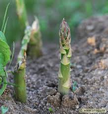 Doch das warten lohnt sich. Smagy Pflanzen Insekten Heilkraft Gemuse Spargel Asparagus Officinalis