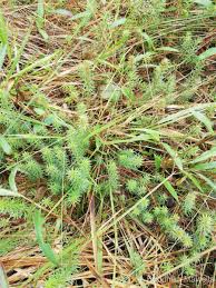 Image result for Laurembergia