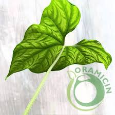 Image result for Cercestis congensis