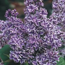 Check spelling or type a new query. Sensation Lilac Michigan Bulb