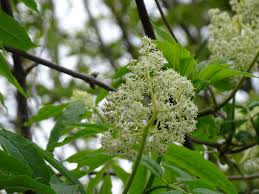 Image result for Secamone racemosa