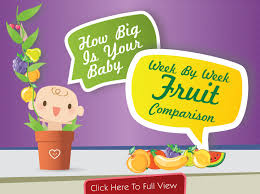 baby size chart week by week baby size week by week fruit chart