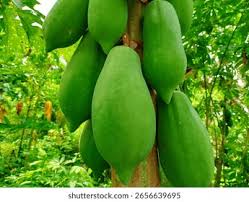 51+ Thousand Papaya Fruit Agricultural ...