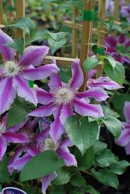 Image result for Clematis dolichopoda