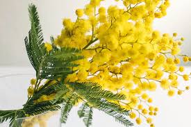 「ミモザ リース 画像 フリー」の画像検索結果