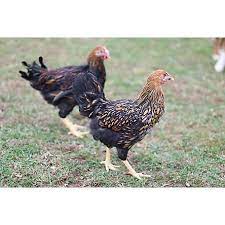 The black laced gold wyandotte originated in wisconsin in 1880 and was admitted to the american standard of perfection in 1888. Hoover S Hatchery Gold Laced Wyandotte Chickens 10 Ct Baby Chicks At Tractor Supply Co
