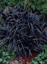 Black Mondo Grass Goth Garden Mondo Grass Shade Plants