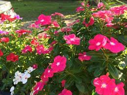 Vinca Catharanthus Roseus Bushy 12 Bedding Plant It Is A Perennial In Tropical Regions The Glossy Leafed Foliage I Plants Planting Flowers Bedding Plants