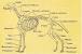 Real Skeleton Dog
