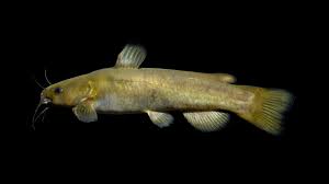 Image result for Agelanthus sp. aff. A. brunneus