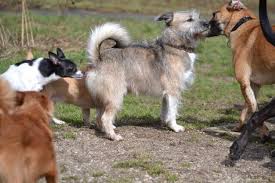 Fazit zum thema treppen laufen beim hund hund treppe. Hundekrankheiten Uberblick