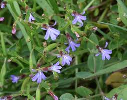 Image result for Lobelia uliginosa