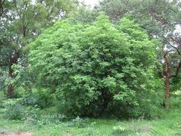 Image result for Clausena anisata