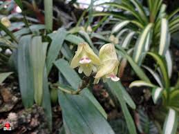 Image result for Polystachya melanantha