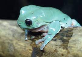 White S Treefrogs Reptiles Magazine