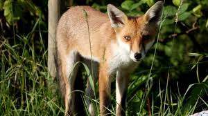 We did not find results for: Fox Found With Impressive Shoe Collection In Berlin Bbc News