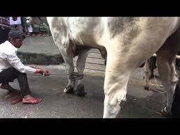 Pagesotherbrandwebsiteentertainment websiteeid ul adhavideoscamel qurbani eiduladha 2015. Eid Ul Adha 2015 Shada Pahar Youtube