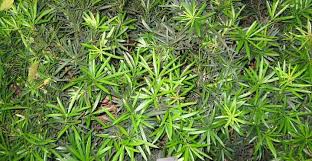 It is a conifer in the genus. Podocarpus Plant How To Grow For Podocarpus Hedge Or Tree