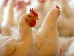 Waspada Ayam Afkir Mengandung Antibiotik Bangka Pos