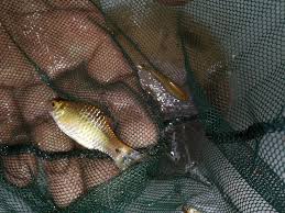 Askm wbt kali ini kita menjala ikan di paya hampir kering.asal mula paya tersebut terhasil daripada sungai besar bersebelahan yang banjir.kemudian ikan terku. Profil Ikan Lampam Ekor Merah Umpan