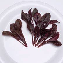 Jung Seed Seed Company Flower Seeds Edible Plants