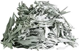 Our vision is to be recognized as the most valuable supporter of small and medium sized. White Sage California Salvia Apiana Turtle Lodge Trading Post Inc