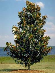 Pin On Trees